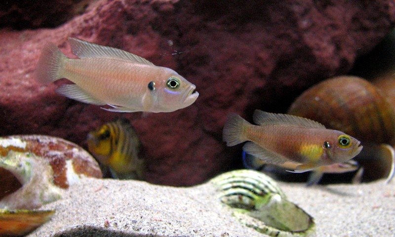 Neolamprologus brevis 'Ikola'